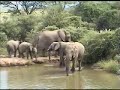 Herd of Elephant 1-2-2008 Herd of Elephant 1-2-2008