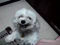 Dangerous maltese dog  Loulou - KASSIOPI CORFU 2008 GEO34