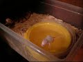 Ball python feeding on live fuzzy Ball python feeding on live fuzzy