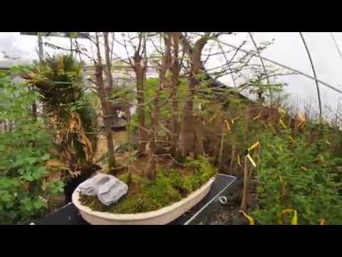 how to transplant yew