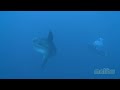 Ocean sunfish(malibu nusa penida di Bali)