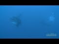 Ocean sunfish(malibu nusa penida Bali)