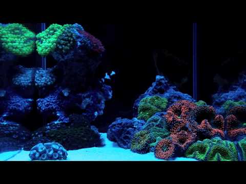 how to transplant zoanthids