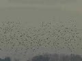 zwerm spreeuwen ( Sturnus vulgaris ) bij zonsopgang.