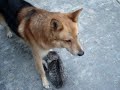 Funny dog&cat (filmulet hazliu cu un caine lup si o pisica)