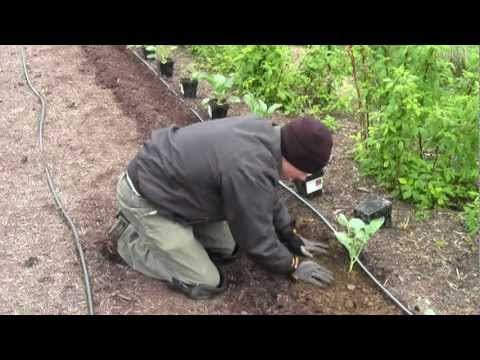 how to transplant broccoli