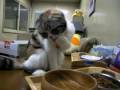 みぃこ、手で水を飲む!