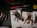 My tarantula Room!