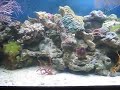 Red-Tailed Tamarin Wrasse