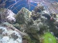 Red-Tailed Tamarin Wrasse
