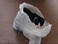 Kitteh's New Favourite Funny Hang out Spot..