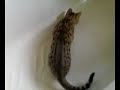 Catbook Movie: Bali & the spider Catbook Movie: Bali & the spider