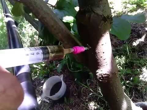 how to fertilize kiwi