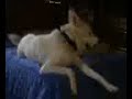 My talking Siberian Husky My talking Siberian Husky