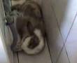 videos de Na Toca do Coelho II