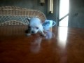 Chihuahua Small verry small