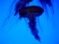 Medusas en el Georgia Aquarium