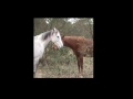 videos de complicidad