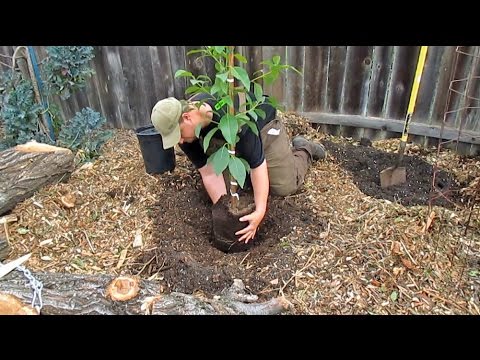 Planting Potted & Bare Root Fruit Trees