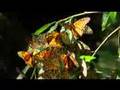LA MARIPOSA MONARCA NOS VISITA  UNA VEZ MAS EN EL 2008