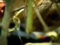 Stranded In Mongolia Survivor Thailand Remixed