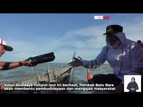 BUPATI BATU BARA MENINJAU BUDIDAYA RUMPUT LAUT