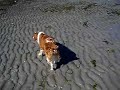 Welsh springer spaniel on Texada Island