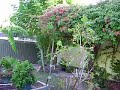 Victoria creeper vine Victoria creeper vine