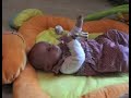 mustela
