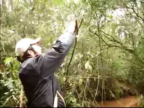 Armadilhas para capivara