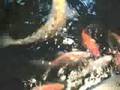 Big Goldfish