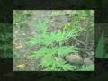 triBu dREaDsLoCKs dALagueTE