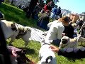 pug pile