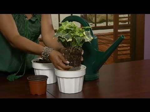 how to transplant ivy plants