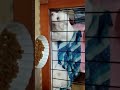 Click here to watch this video れみの育児26 広くなった部屋から飛び出したのは...珊瑚と琥珀
