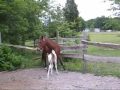 Cute new paint foal Cute new paint foal