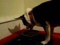 Chowhound: Elvis eats, part 2