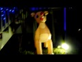 My 2009 Christmas lights