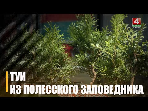 Палескі запаведнік вырошчвае дэкаратыўныя хвойнікі видео