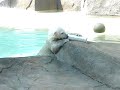Hudson, baby polar bear at Brookfield Zoo outside of Chicago