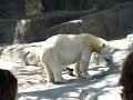 Hudson, baby polar bear at Brookfield Zoo outside of Chicago