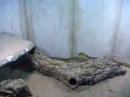 Varanus panoptes panoptes Heuschreckenjagd 3