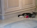 Bailey terug in de kittenopvang!