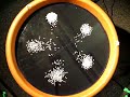 rise in electrostatically charged plexiglas