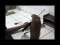Bacteriologia