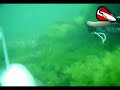 sea bass - levrek spearfishing