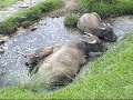 Simalungun_MARSIPATUREI HUTA NI BEI by VORDI