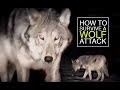 videos de THE WOLF BITE