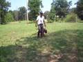 Hummer  2wks obedience Part1