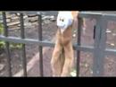 monkies music vid